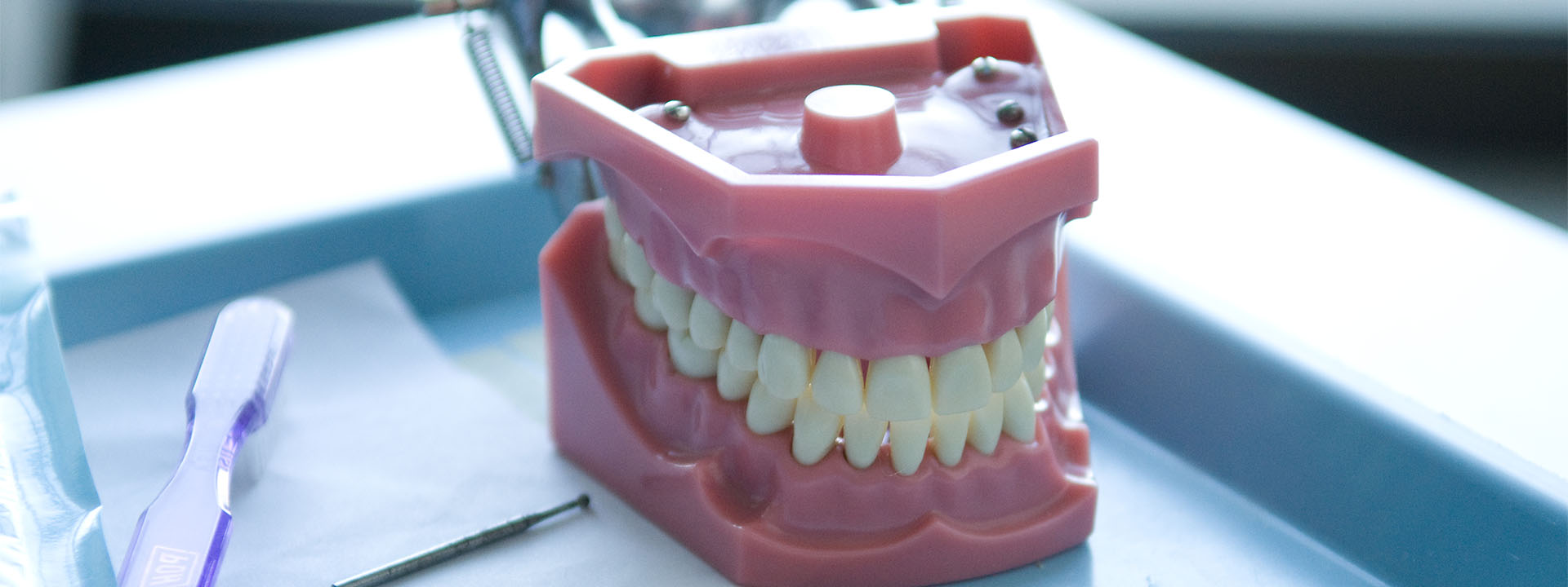 Model of human teeth